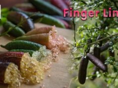 Il caviale della foresta pluviale: il finger lime conquista le cucine del mondo