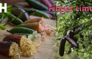 Il caviale della foresta pluviale: il finger lime conquista le cucine del mondo