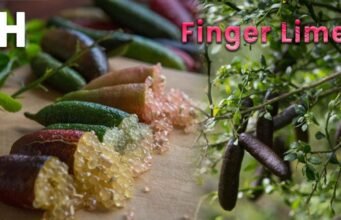 Il caviale della foresta pluviale: il finger lime conquista le cucine del mondo No News la rivista dell'ozio e della serendipità, Ozio e serendipità