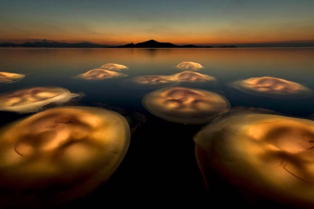 European Wildlife Photographer of the Year 2021, #Meduse brillanti e incontri ravvicinati all&#8217;European Wildlife Photographer of the Year