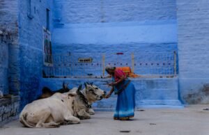 Stanchi di San Valentino? Festeggiate come in India il “Cow Hug Day”