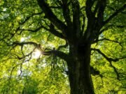 Thimmamma Marrimanu: l’albero che divenne foresta