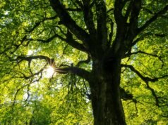 Dormire tra i rami: il futuro del turismo sostenibile prende forma nella Foresta Nera