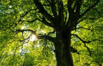Dormire tra i rami: il futuro del turismo sostenibile prende forma nella Foresta Nera No News la rivista dell'ozio e della serendipità, Ozio e serendipità