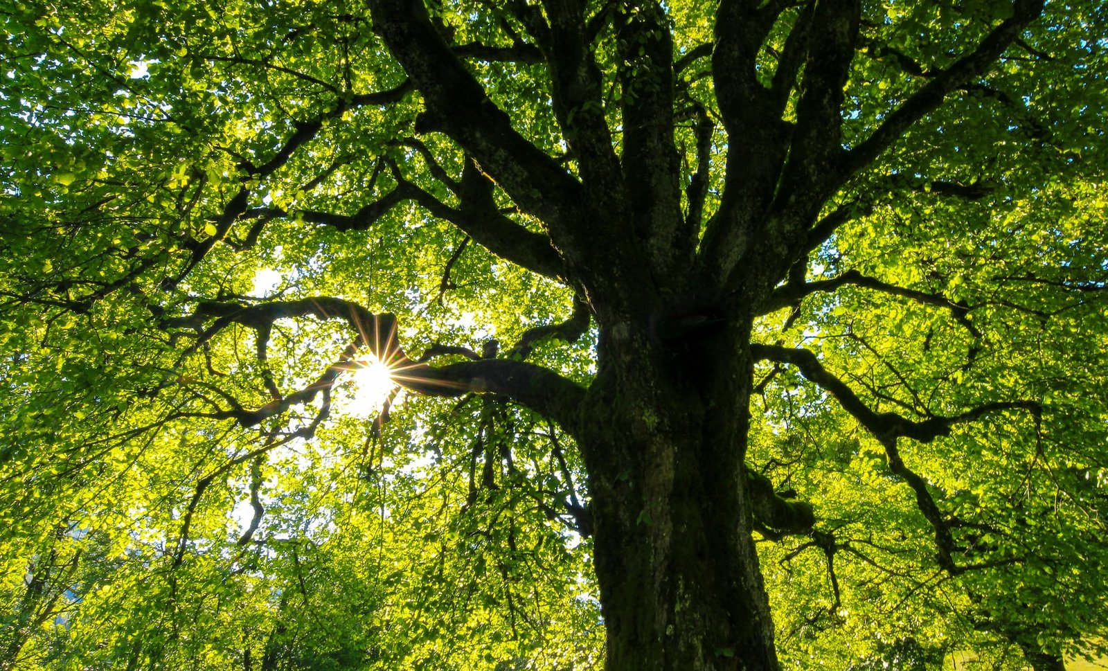 dormire tra i rami il futuro del turismo sostenibile prende forma nella foresta nera da Nonewsmagazine.com dormire tra i rami il futuro del turismo sostenibile prende forma nella foresta nera