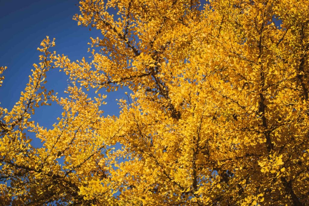 foliage nelle Langhe autunno Piemonte, L’autunno nelle Langhe: quando i vigneti si incendiano di colore