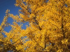 L’autunno nelle Langhe: quando i vigneti si incendiano di colore