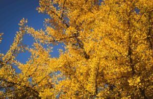 L’autunno nelle Langhe: quando i vigneti si incendiano di colore