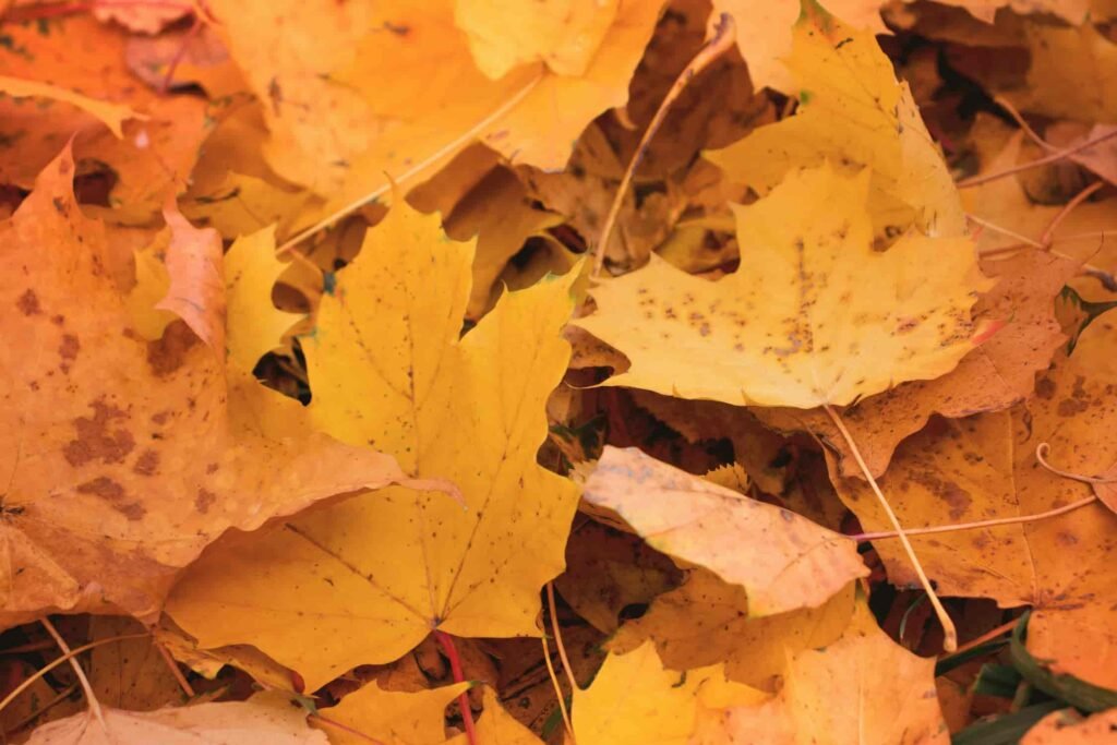 Sila autunno trekking Calabria, L’altopiano calabrese dove l’autunno diventa spettacolo