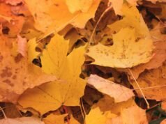 L’altopiano calabrese dove l’autunno diventa spettacolo