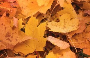 L’altopiano calabrese dove l’autunno diventa spettacolo