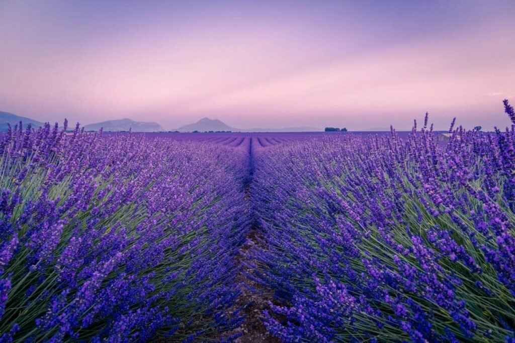 Campi di lavanda in Piemonte: 10 borghi da visitare tra Alessandria e Monferrato, Tra profumi e colori: i borghi piemontesi dove la lavanda dipinge il paesaggio di viola