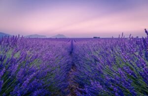 Tra profumi e colori: i borghi piemontesi dove la lavanda dipinge il paesaggio di viola