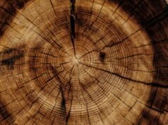 Superwood: il Legno che supera l’acciaio