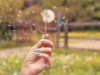 Plantasia, a Milano l’ex cava diventa un parco sonoro tra piante e musica No News la rivista dell'ozio e della serendipità, Ozio e serendipità