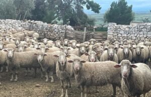 La Puglia ha sette nuovi Presìdi Slow Food