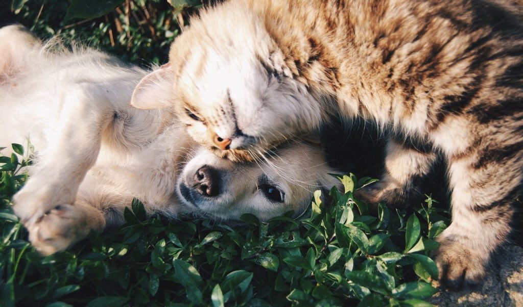 #Pet mania: Everli svela la top 10 delle città italiane
