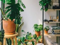 Le 10 piante da appartamento che purificano l’aria: alleati verdi per respirare meglio