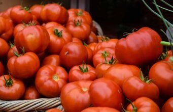 Pomodori antichi d’Italia: le varietà dimenticate da riscoprire in tavola No News la rivista dell'ozio e della serendipità, Ozio e serendipità