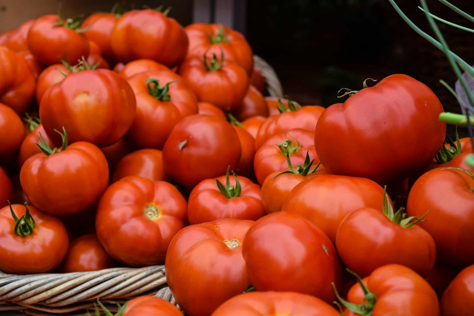 pomodori antichi d8217italia le variet224 dimenticate da riscoprire in tavola da Nonewsmagazine.com pomodori antichi d8217italia le variet224 dimenticate da riscoprire in tavola