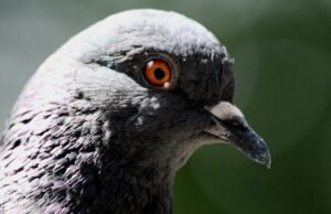 #Prezzo record di 1,6 milioni di euro per un piccione viaggiatore #Prezzo record di 1,9 milioni di dollari per un piccione viaggiatore