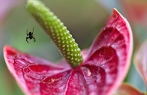 #1 italiano su 4 scappa urlando alla vista di un insetto infestante