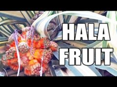 Hala Fruit: il frutto tropicale del Pacifico che sembra un pianeta esplosivo