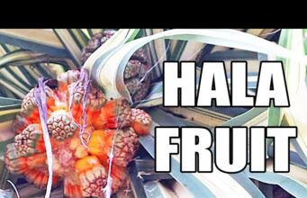 Hala Fruit: il frutto tropicale del Pacifico che sembra un pianeta esplosivo No News la rivista dell'ozio e della serendipità, Ozio e serendipità