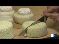 Graukäse, il formaggio grigio che canta: viaggio nell’anima casearia della Valle Aurina