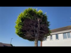 A Sheffield un abete diviso in due dai vicini diventa meta di curiosi