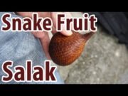 Salak, il frutto serpente dell’Indonesia