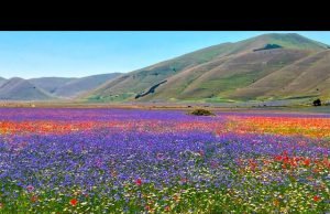 Castelluccio di Norcia: un arcobaleno di petali nell’Appennino Umbro