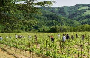 #Vini ad Arte 2023: la Romagna in anteprima dal 28 al 30 maggio 2023