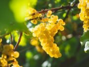 A Tivoli sopravvive un’uva a forma di corno che i Papi si facevano regalare