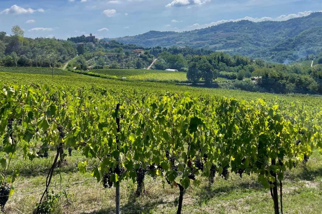Vini naturali Romagna Amaracmand, Amaracmand, il vino naturale che racconta la Romagna più autentica