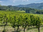 Barolo e Timorasso a Milano: quando il grande vino piemontese conquista la città