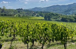 Barolo e Timorasso a Milano: quando il grande vino piemontese conquista la città
