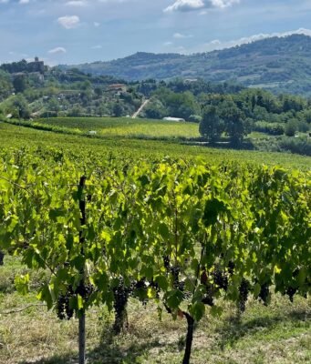 Barolo e Timorasso a Milano: quando il grande vino piemontese conquista la città
