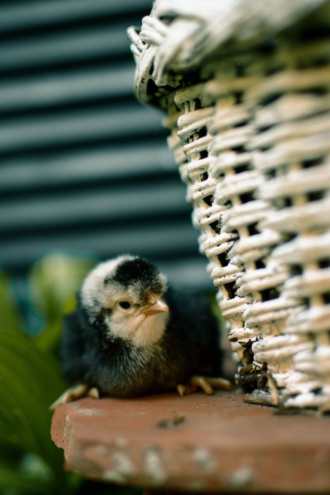 #Vimini, paglia o juta: la borsa dell’estate è tutta naturale #Vimini, paglia o juta: la borsa dell’estate è tutta naturale