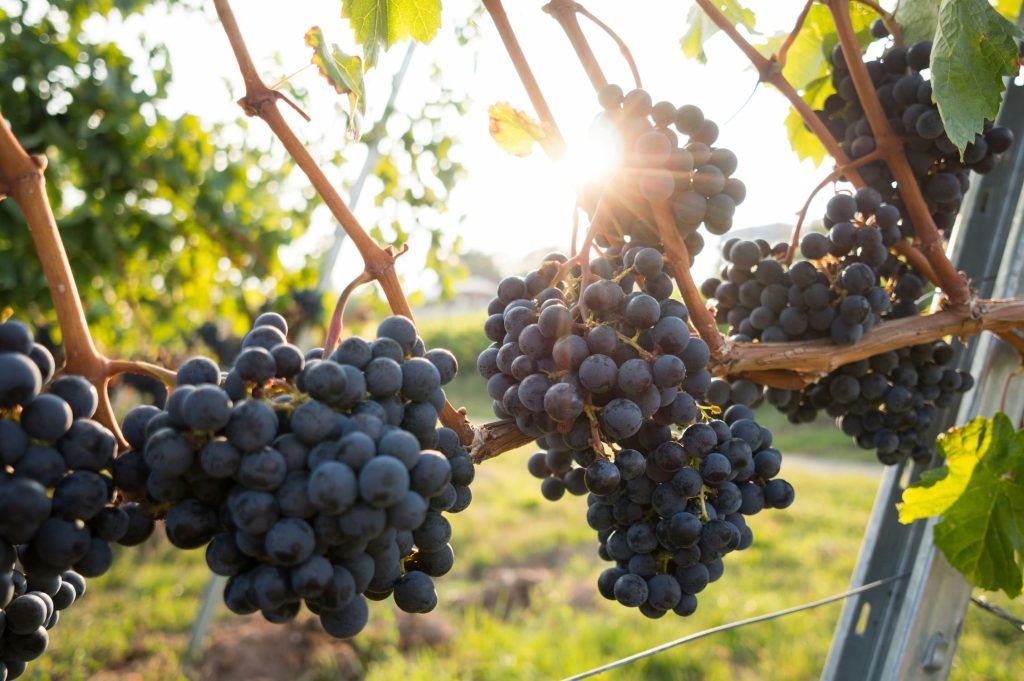 vini liguri denominazioni DOC viticoltura eroica Cinque Terre, Guida ai vini della Liguria