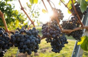 Lambrusco: le dodici anime di un vino che sfida i pregiudizi