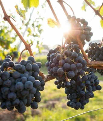 Lambrusco: le dodici anime di un vino che sfida i pregiudizi