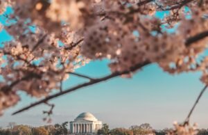 Hanami: un viaggio alla scoperta dei ciliegi in fiore