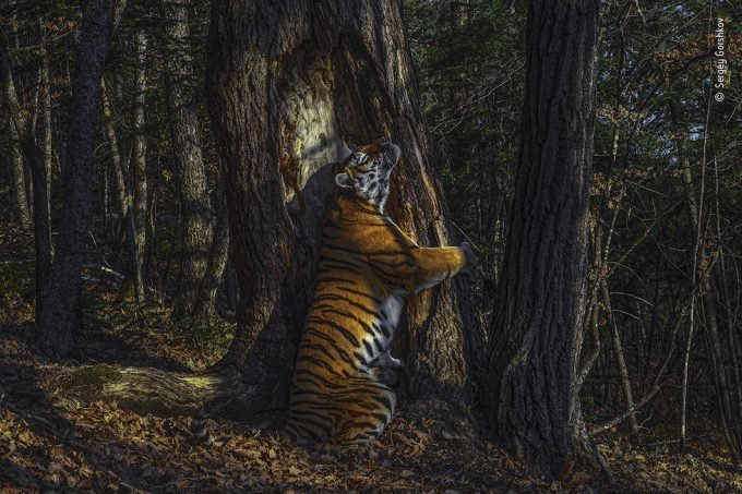 L'immagine vincitrice della tigre Wildlife Photographer of the Year 2020