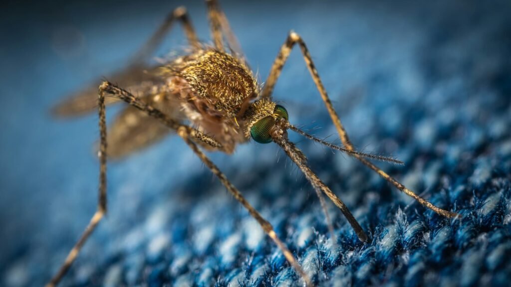 West Nile Virus Italia 2025, West Nile Virus: come proteggersi dall&#8217;infezione estiva