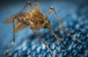 West Nile Virus: come proteggersi dall’infezione estiva