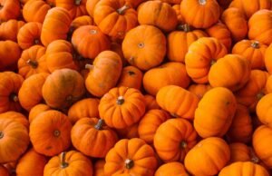 Quando l’autunno si tinge d’arancione: il fenomeno dei campi di zucche in Italia