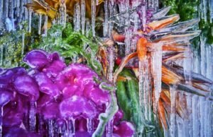 #Le sculture temporanee di Azuma Makoto centinaia di fiori multicolore congelati su un lago innevato